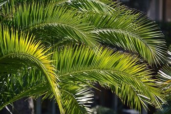 Palmen als Symbol für Palmsonntag